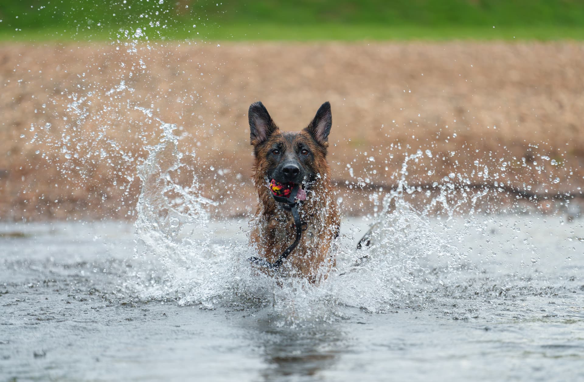 A happy German Shepherd splashing through water with a colorful ball