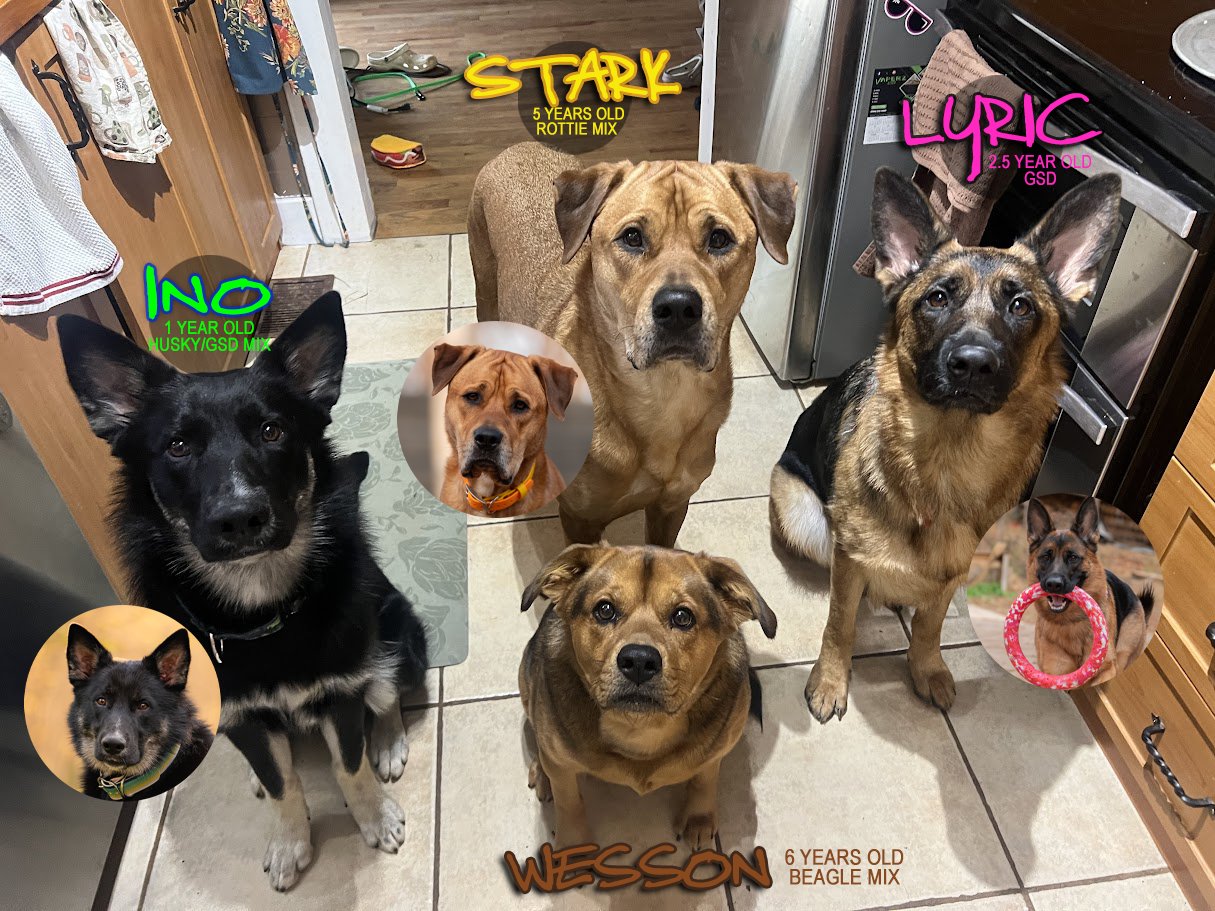 The pack posing together at home