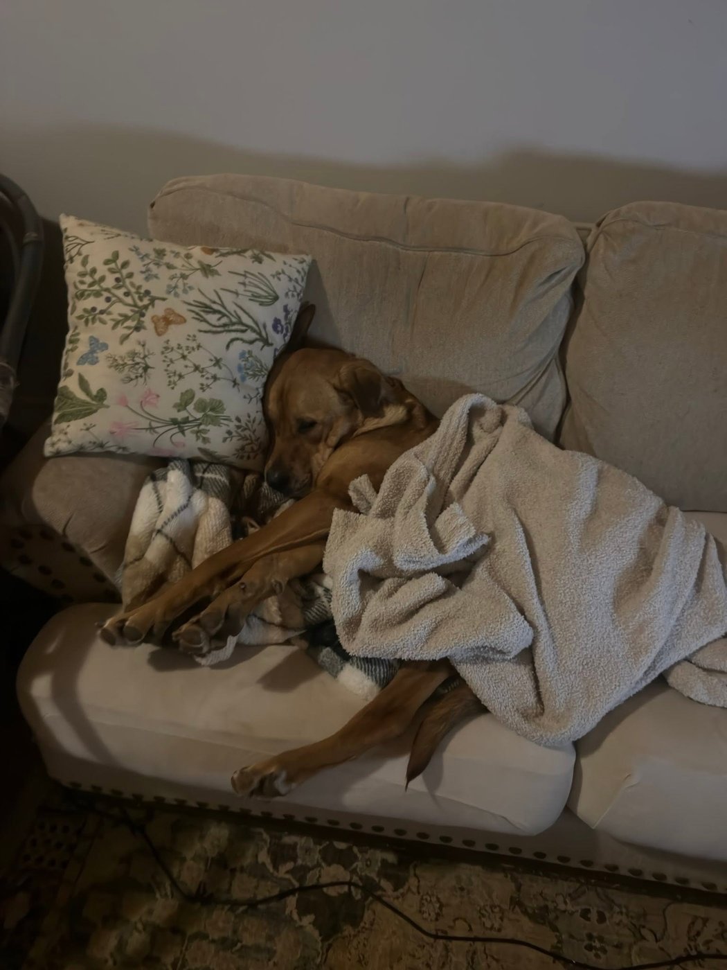 Two dogs curled up on the couch together