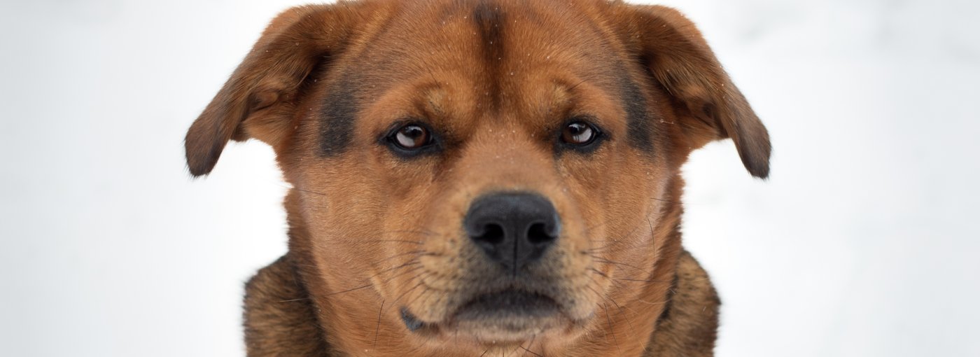 Close up of Stark, the rottweiler mix