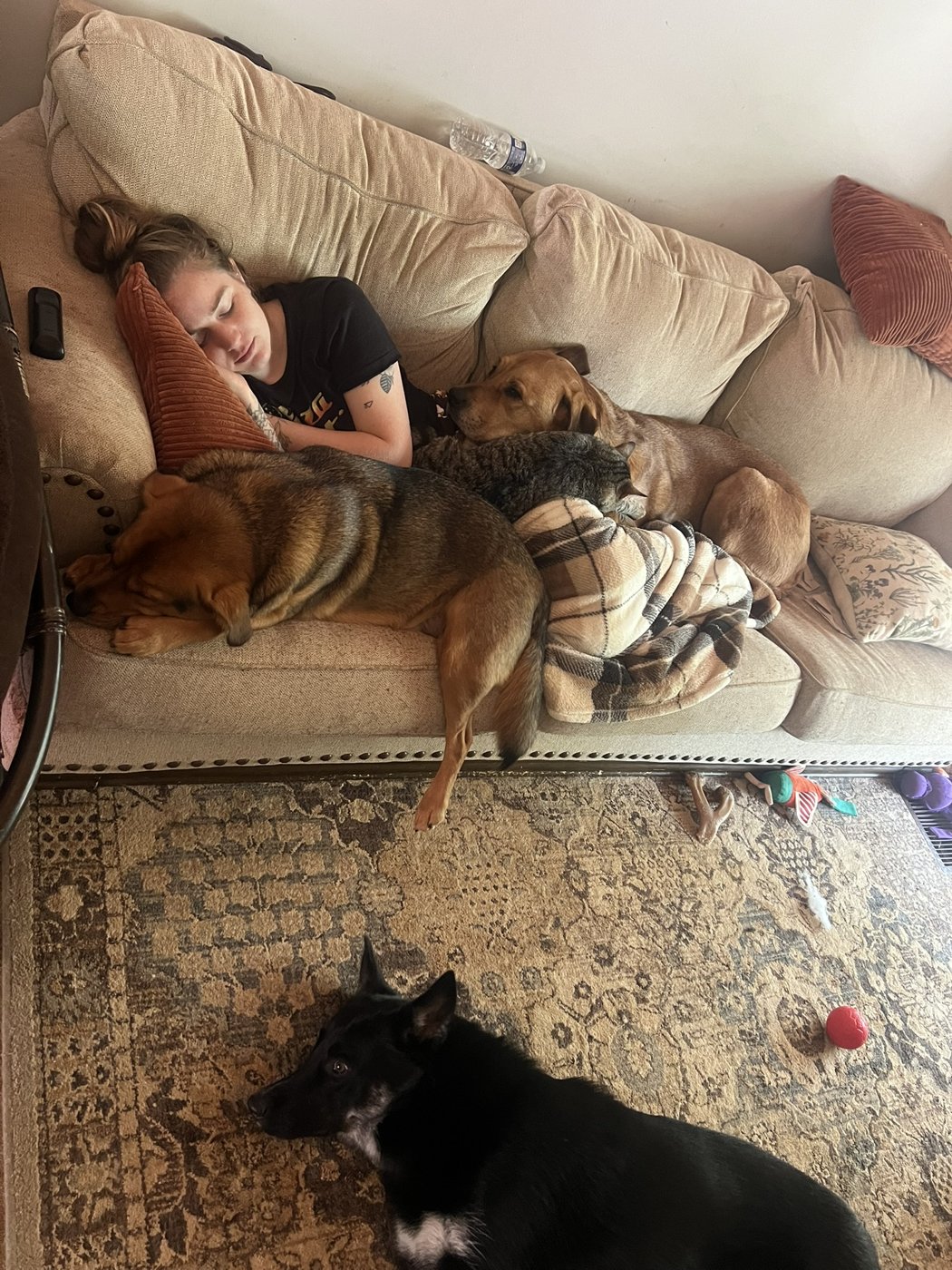 Dogs resting at home