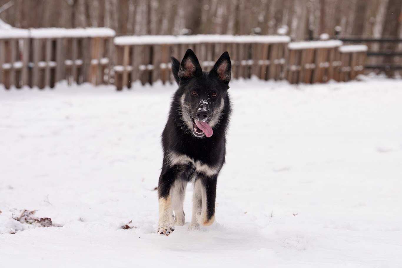 Kilo running through the snow