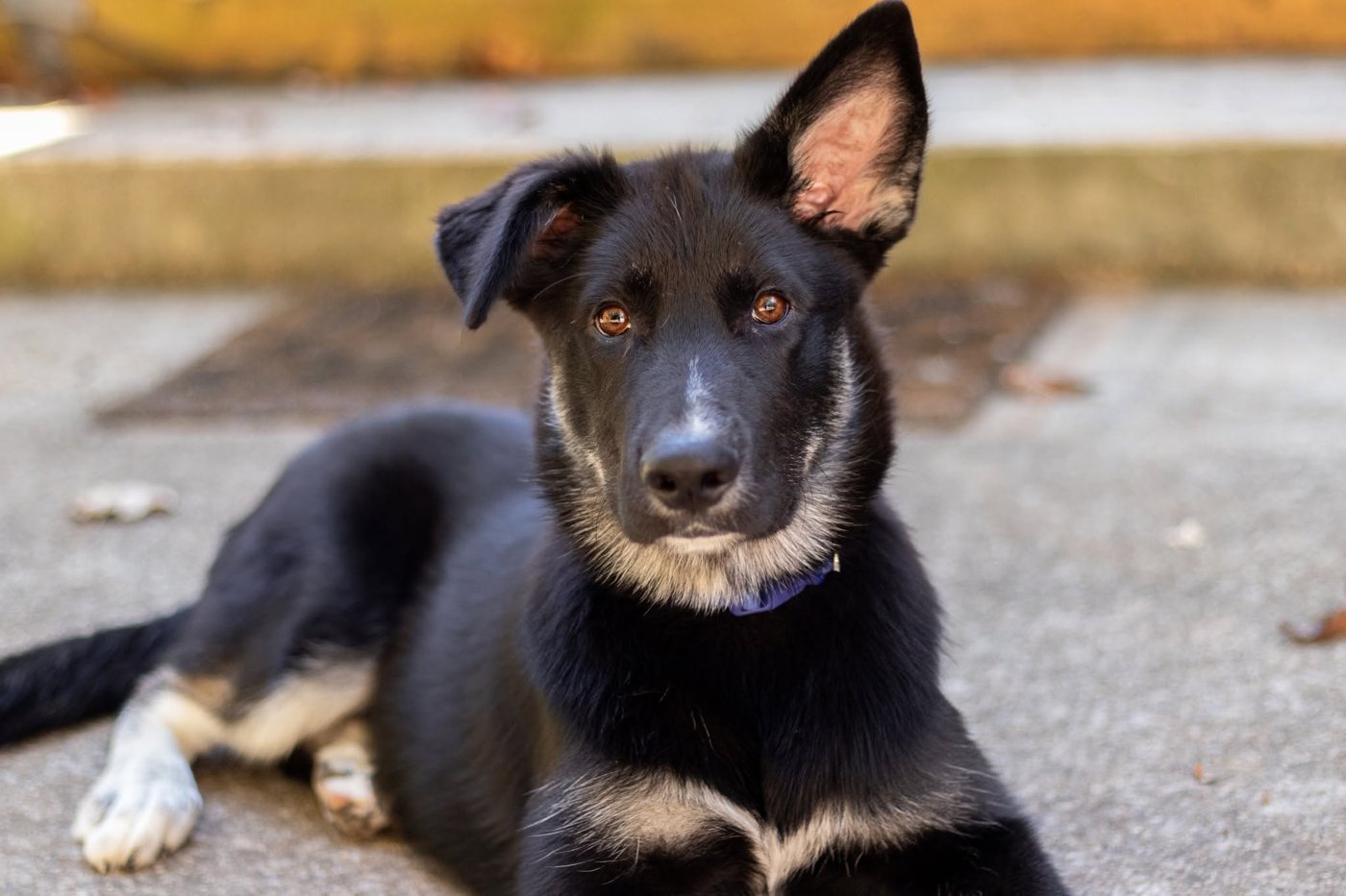 Kilo, the husky mix, laying down