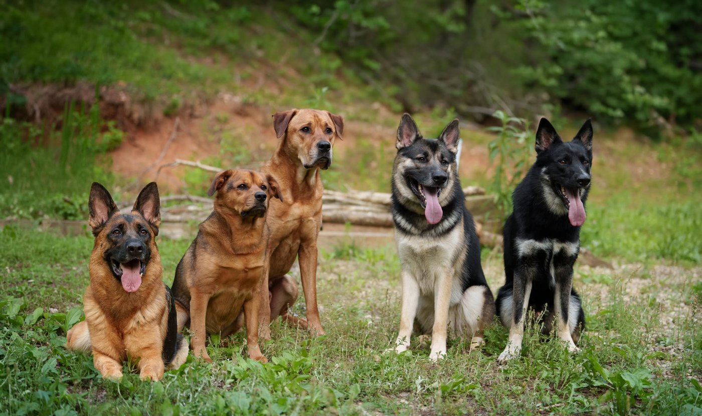 Alyssa's four dogs sitting together outside