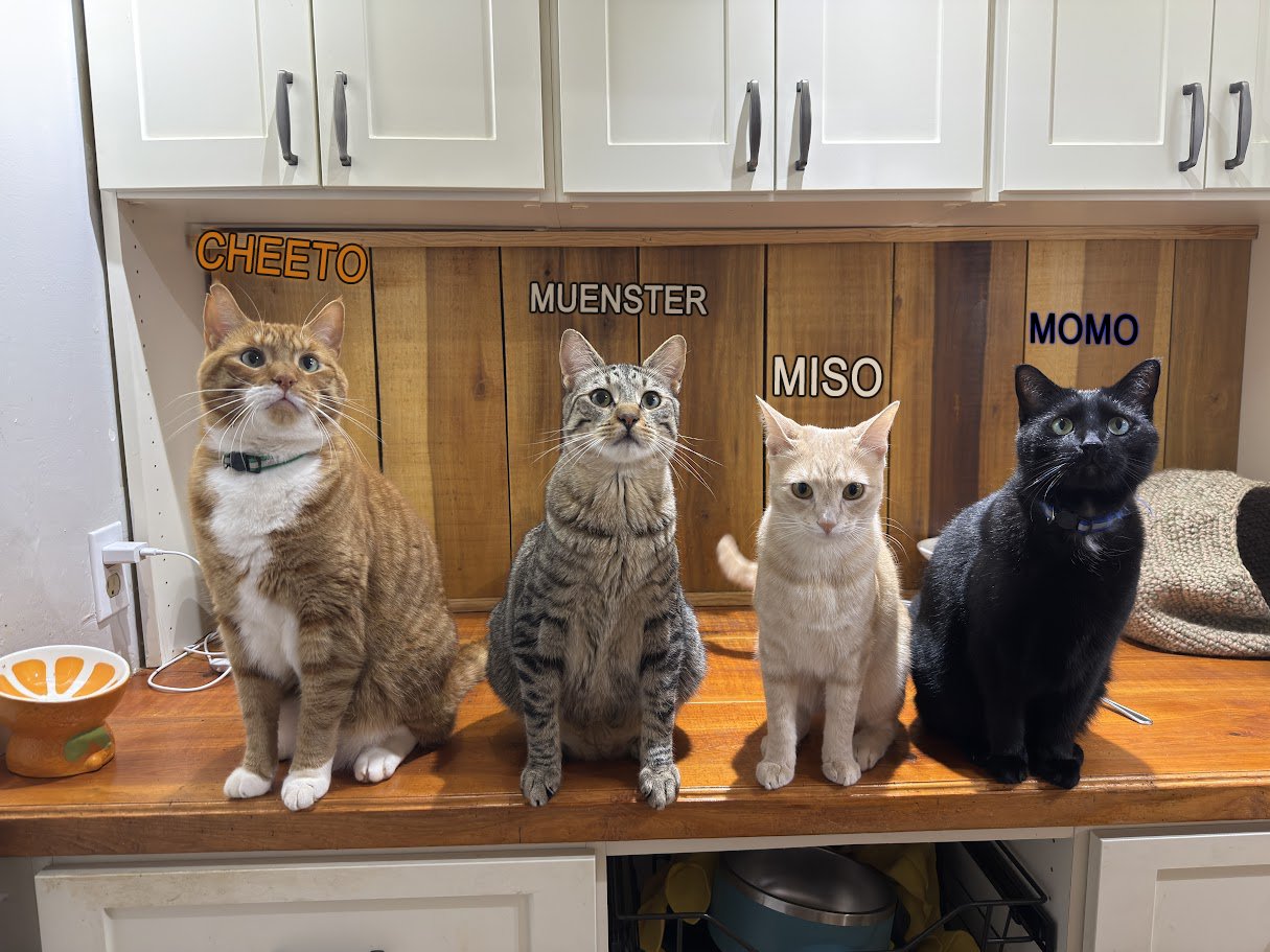 The cats lined up on the kitchen counter